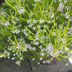 Diosma pulchella