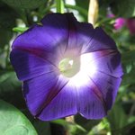 Ipomée pourpre 'Morning Glory' - Ipomoea purpurea