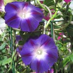 Ipomée pourpre 'Morning Glory' - Ipomoea purpurea