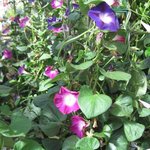 Ipomée pourpre 'Morning Glory' - Ipomoea purpurea