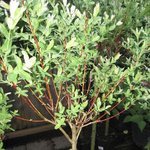 Saule crevette - Salix integra 'Hukuro Nishiki'