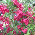 Weigelia 'Red Prince' - Weigela