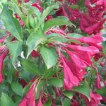 Weigelia 'Red Prince' - Weigela