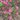 Groseillier à fleurs - Ribes sanguineum 