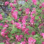 Groseillier à fleurs - Ribes sanguineum 