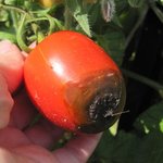 Cul noir de la tomate