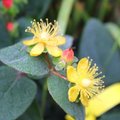 Millepertuis - Hypericum 'Kolmaref'