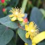 Millepertuis - Hypericum 'Kolmaref'