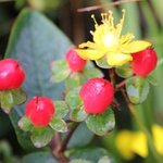 Millepertuis - Hypericum 'Kolmaref'