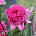 Echinacée 'Southern Bells' - Echinacea