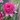 Echinacée 'Southern Bells' - Echinacea
