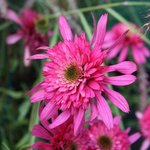 Echinacée 'Southern Bells' - Echinacea