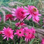 Echinacée 'Southern Bells' - Echinacea