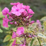 Phlox paniculata 'Becky Towe'