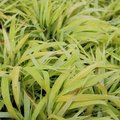 Hakonechloa macra 'All Gold' - Herbe du Japon  