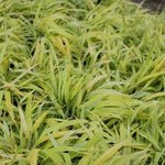 Hakonechloa macra 'All Gold' - Herbe du Japon  