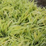 Hakonechloa macra 'All Gold' - Herbe du Japon  