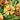 Helenium 'Biedermeier' - Hélénie