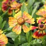 Helenium 'Biedermeier' - Hélénie