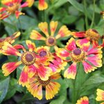 Helenium 'Biedermeier' - Hélénie