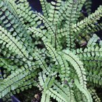 Asplenium trichomanes