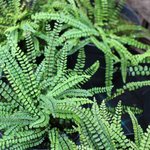 Asplenium trichomanes