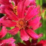 Coreopsis 'Sangria'