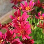 Coreopsis 'Sangria'