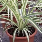 Chlorophytum - Phalangère - Plante araignée