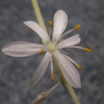 Chlorophytum - Phalangère - Plante araignée
