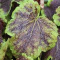 Heucherella' Solar Eclipse'