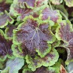 Heucherella' Solar Eclipse'