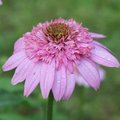 Echinacée 'Secret Romance' - Echinacea  