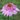 Echinacée 'Secret Romance' - Echinacea  