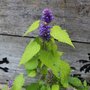 Agastache foeniculum 'Golden Jubilee'