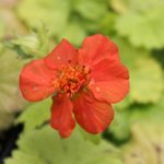 Geum coccineum 'Eos' - Benoîte