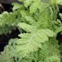 Tanacetum vulgare 'Golden Fleece' - Tanaisie