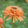 Echinacée 'Colorburst' - Echinacea