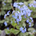 Brunnera macrophylla 'Jack Frost'