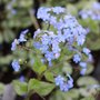 Brunnera macrophylla 'Jack Frost'