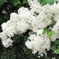 Spirée - Spiraea x vanhouttei