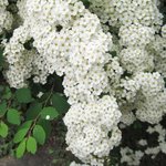 Spirée - Spiraea x vanhouttei