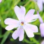 Phlox subulata 'Emerald Cushion Blue'