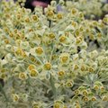 Euphorbe characias 'Emmer Green' - Euphorbia