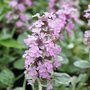 Bugle 'Pink Lightning' - Ajuga reptans