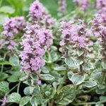 Bugle 'Pink Lightning' - Ajuga reptans