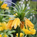 Fritillaria imperialis 'Lutea' - Fritillaire impériale