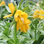 Fritillaria imperialis 'Lutea' - Fritillaire impériale