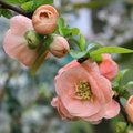 Cognassier superba 'Cameo' - Chaenomeles