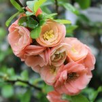 Cognassier superba 'Cameo' - Chaenomeles